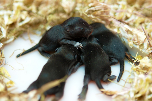小鼠标婴儿在他们的巢