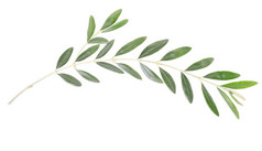 象征和平的橄榄枝