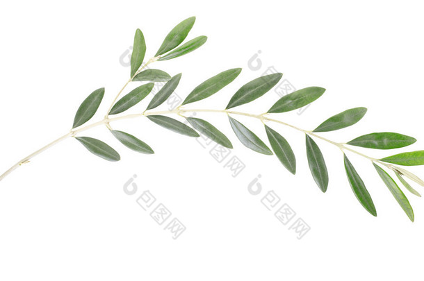 象征和平的橄榄枝