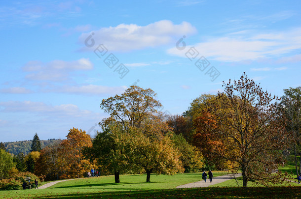 秋天的树木在公园
