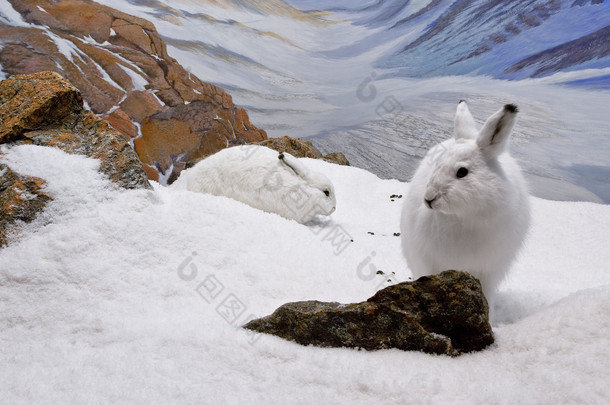 北极野兔