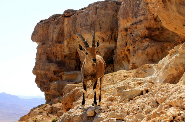 ibex 雷蒙火山口在悬崖上