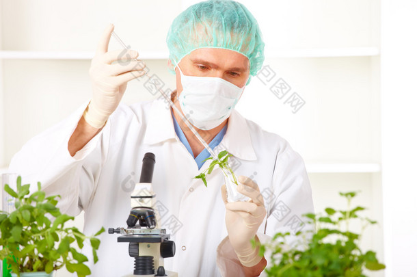 <strong>研究员</strong>撑在实验室里的转基因植物