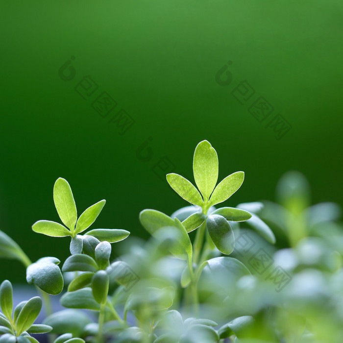 綠草背景