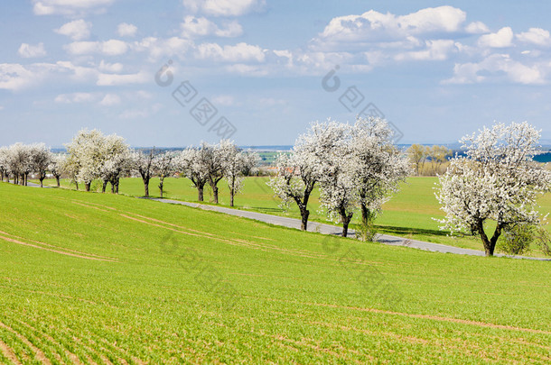 春天风景与一条路，捷克共和国