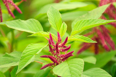 苋菜 (Love-Lies-Bleeding) 在花床上