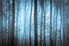 暗蓝色幽灵福雷斯特与雾中的树