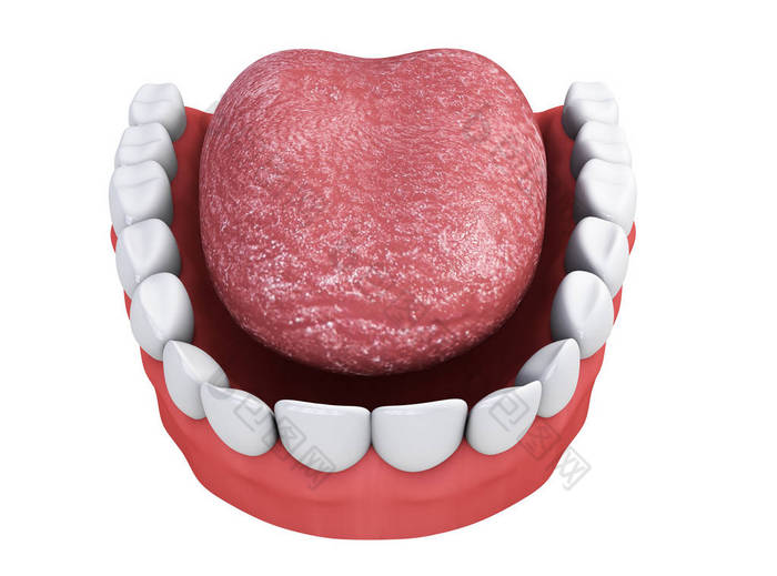 用牙齿和舌头上一个白色背景的 3d 渲染的下巴