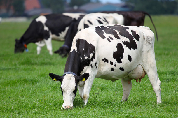 奶牛在牧场上放牧