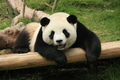 大熊猫熊 (大熊猫)、 中国