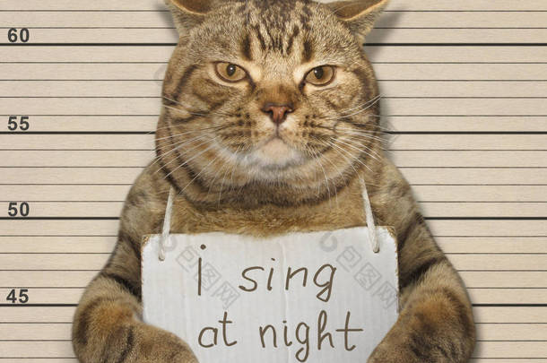 有趣的猫喜欢在晚上唱歌