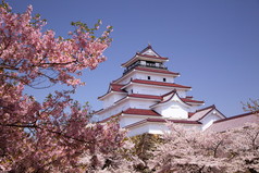 松城堡和樱桃开花