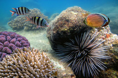 大海胆使它的方式跨一个珊瑚礁