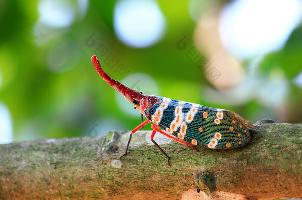 lanternfly 多彩的<strong>昆虫</strong>，亚洲泰国