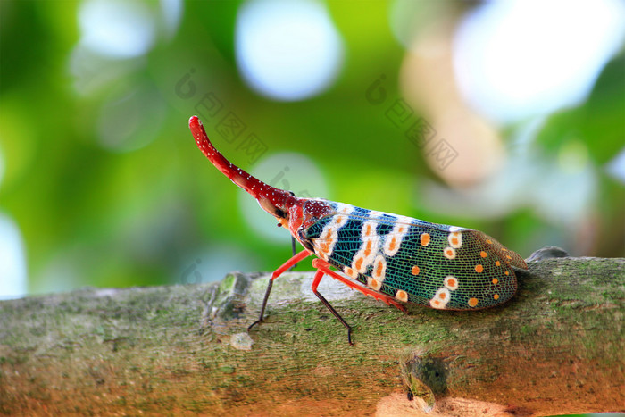 lanternfly 多彩的昆虫，亚洲泰国