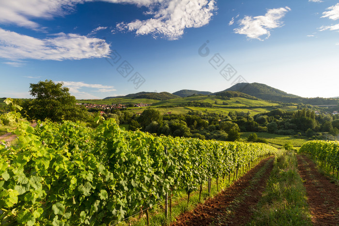 葡萄园和丘陵景观的 pfalz，德国