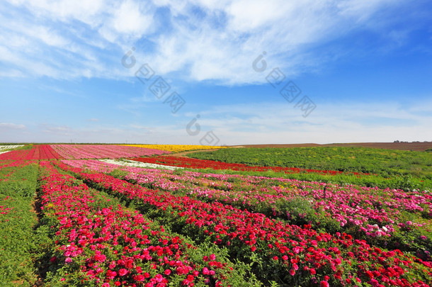 <strong>广阔</strong>原野上的红色花毛茛属植物