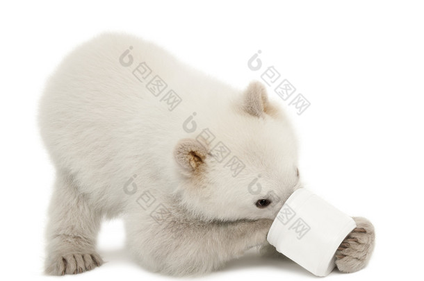 北极熊幼仔，熊类绕杆菌，6 个月大，喂养从杯白色背景