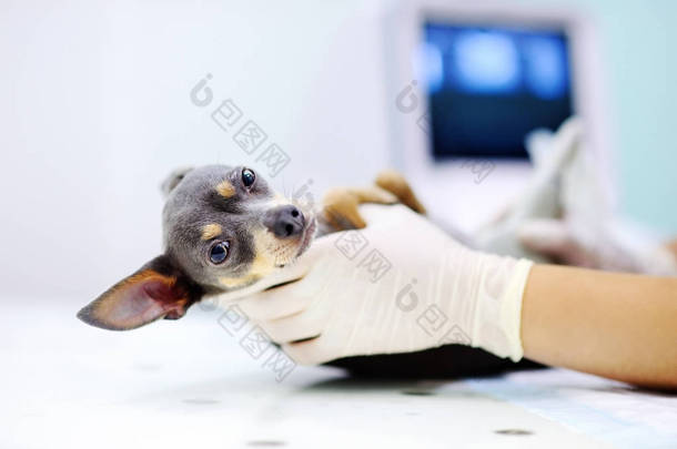 狗，超声扫描在兽医办公室