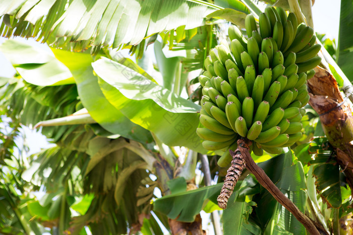 在 la palma 嫩黄香蕉种植园普拉塔诺