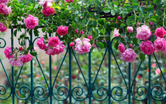 粉红色的攀登玫瑰露水沾在夏季花园蓝伪造栅栏上