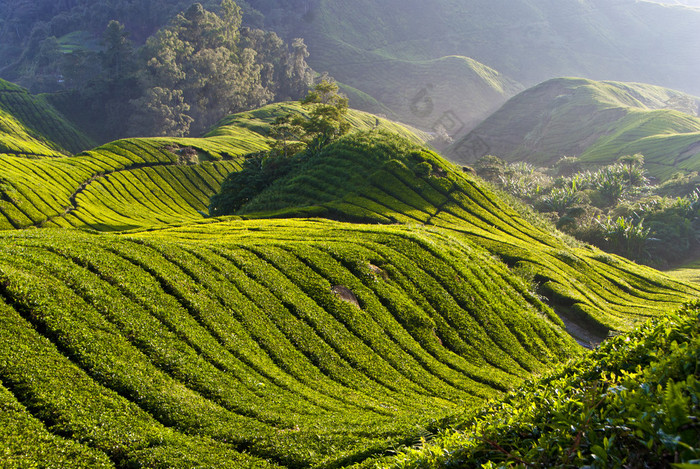 茶园，金马伦高原