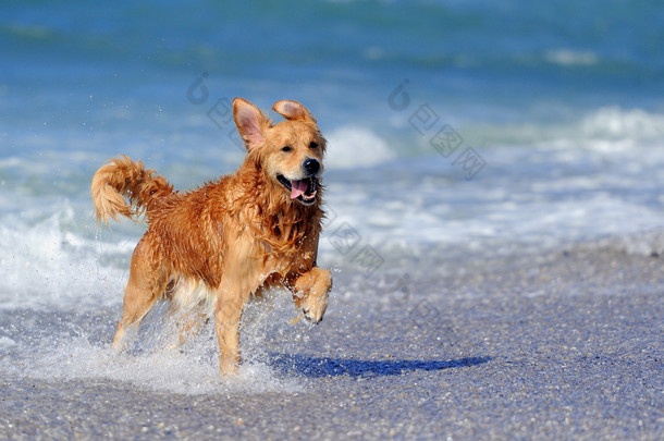 运行在海滩上的年轻金毛猎犬