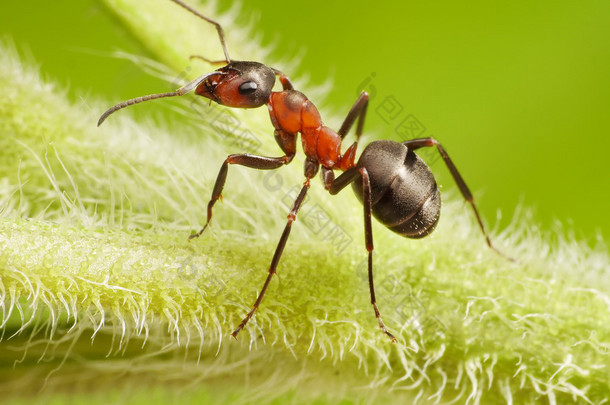 ant 蚁在草地上
