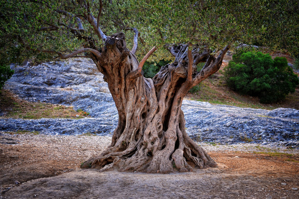 老橄榄树树干、 树根、 树枝