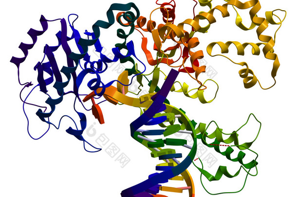 一、 脱氧核糖核酸<strong>聚合酶</strong>的<strong>酶</strong>，参与 dna 复制副本