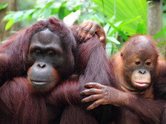红毛猩猩母亲和儿童