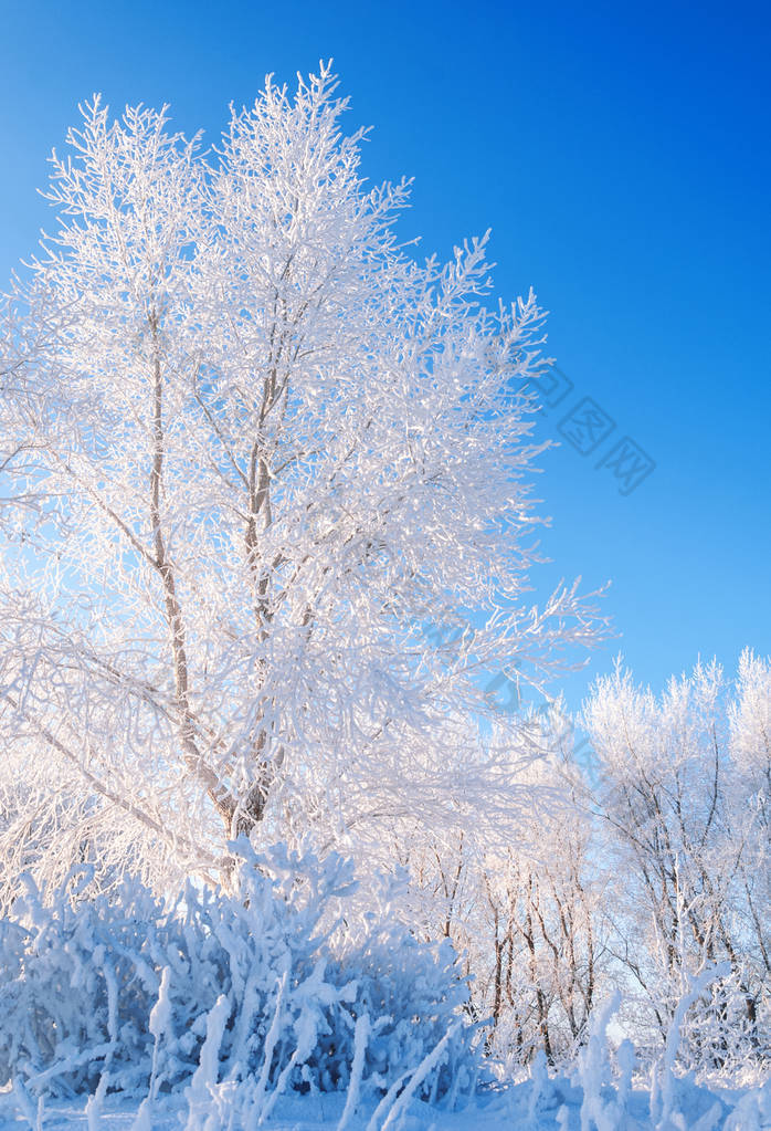 冬季景观。霜霜在树上。雾蒸发的水。蓝蓝的天空。阳光灿烂的日子。不透明的空气饱和水蒸气，充满阳光的明亮的光