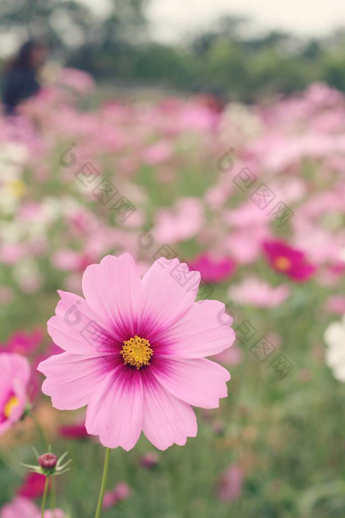 美丽的宇宙花在花园里.