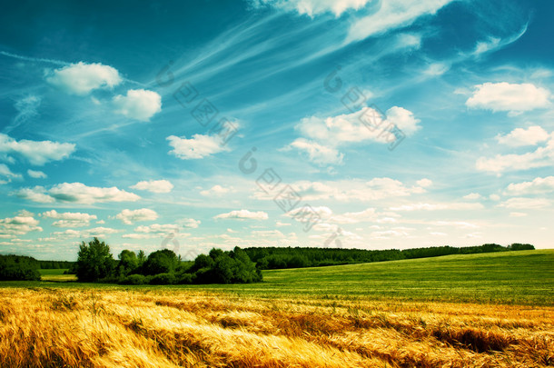 带麦田和云彩的夏季风景