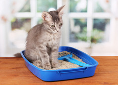 在蓝色塑料垃圾猫回窗口上的木桌上的小灰猫