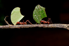 叶刀蚂蚁，携带叶、 黑色背景.