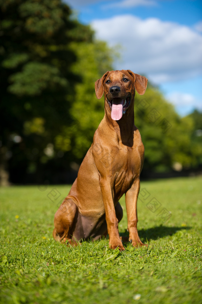 美丽的狗罗得西亚 ridgeback 小狗