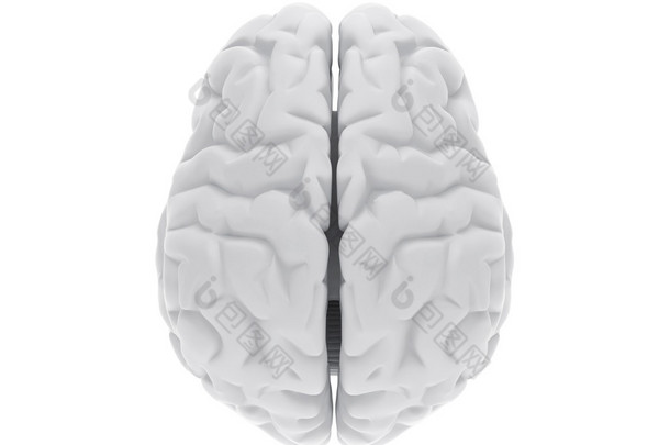 3d 人类大脑