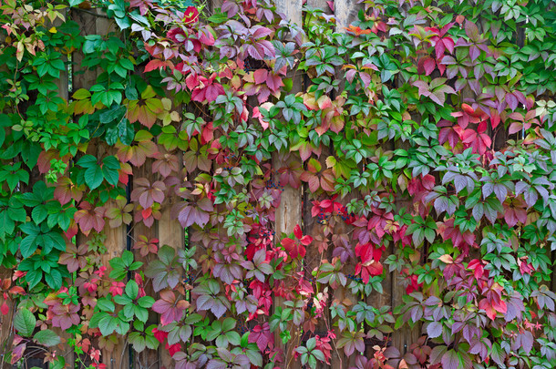 秋季背景，七彩叶子在木栅栏