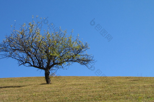 年轻的、 孤独的苹果树在秋天对蔚蓝的天空，水平方向