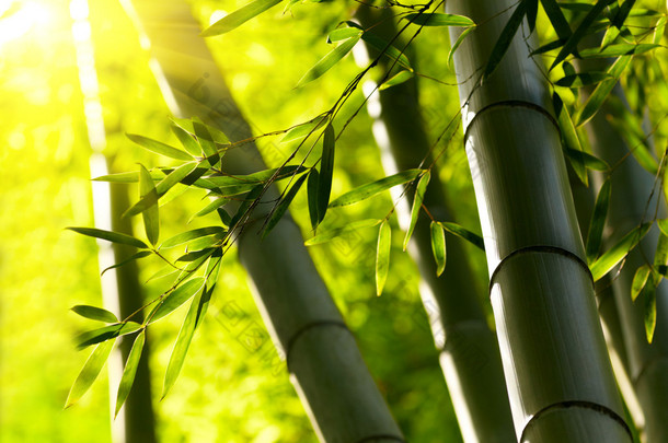 <strong>竹</strong>森林背景。浅景深