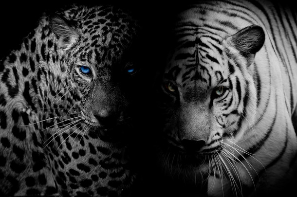 蓝眼睛<strong>的</strong>黑与白豹 & 老虎隔离黑色黑色