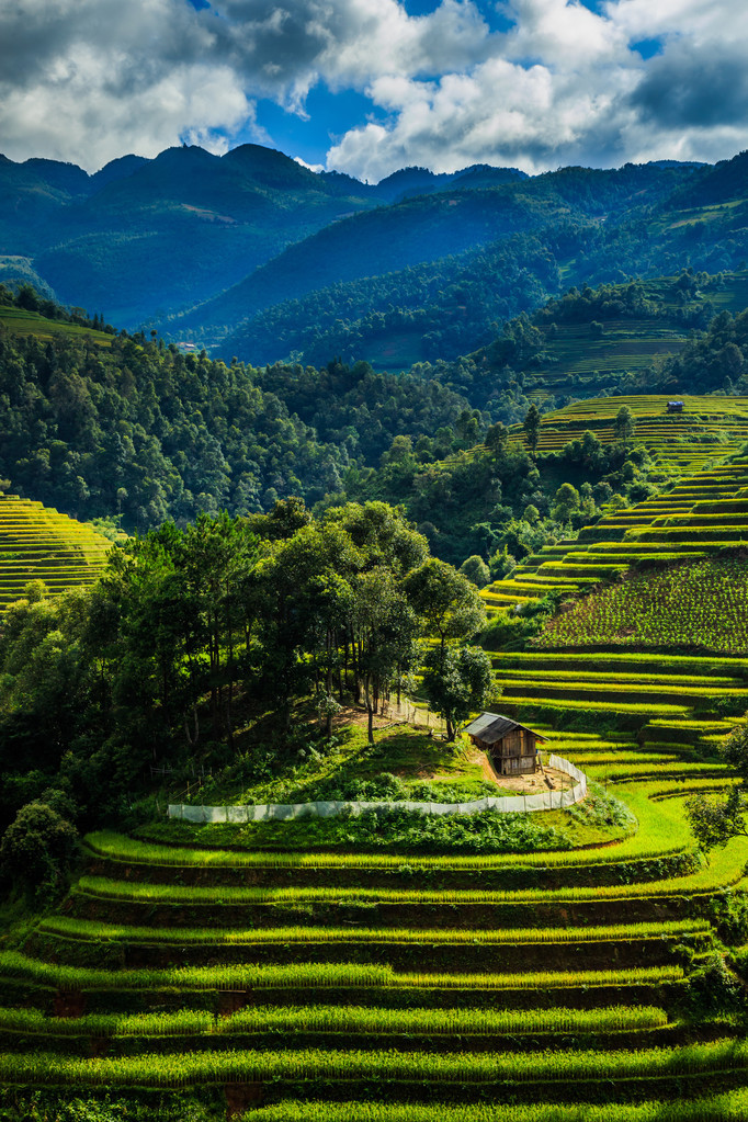 水稻梯田高清图片下载-包图网