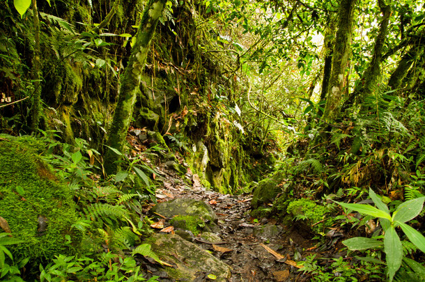<strong>热带雨林</strong>国家公园，厄瓜多尔
