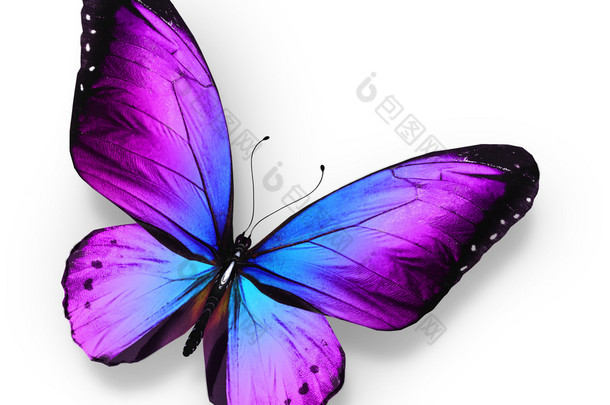 紫蓝蝴蝶，孤立在白色