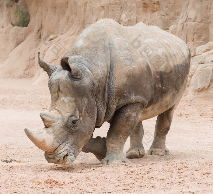 在野生犀牛-包图企业站