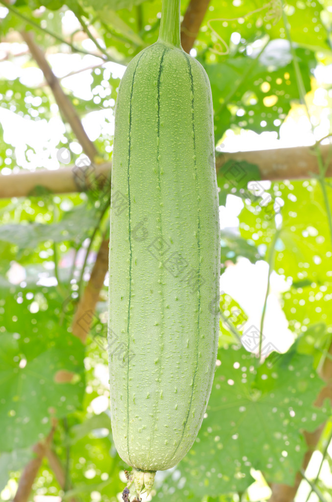 光滑的丝瓜或丝瓜根高清图片下载-包图网