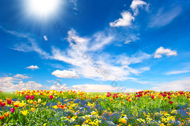 花床。七彩花朵在蓝蓝的天空