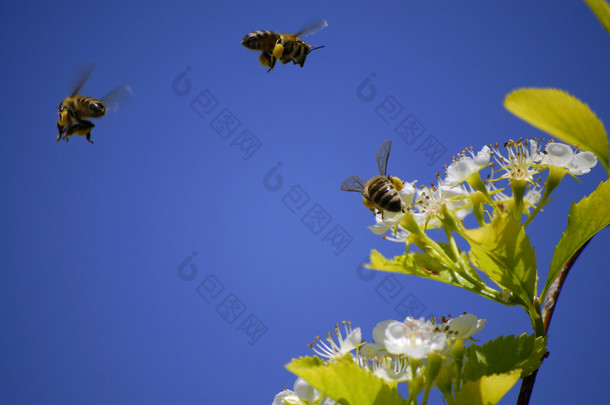 花丛中<strong>飞舞</strong>的<strong>蜜蜂</strong>