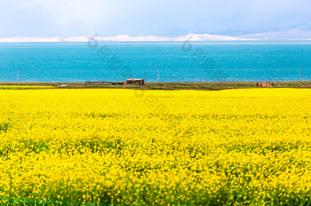 青海湖盛开的油菜花